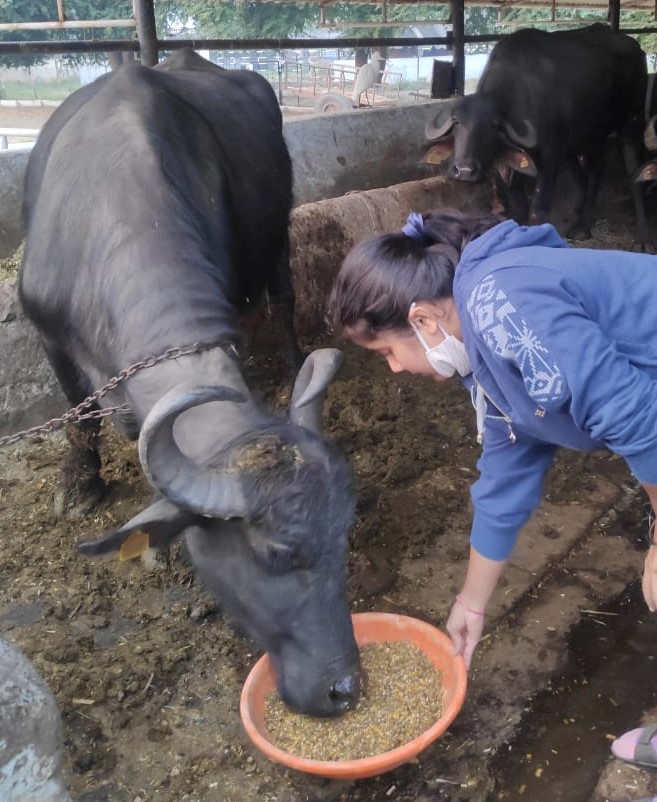 Feeding Of Concentrate Mixture